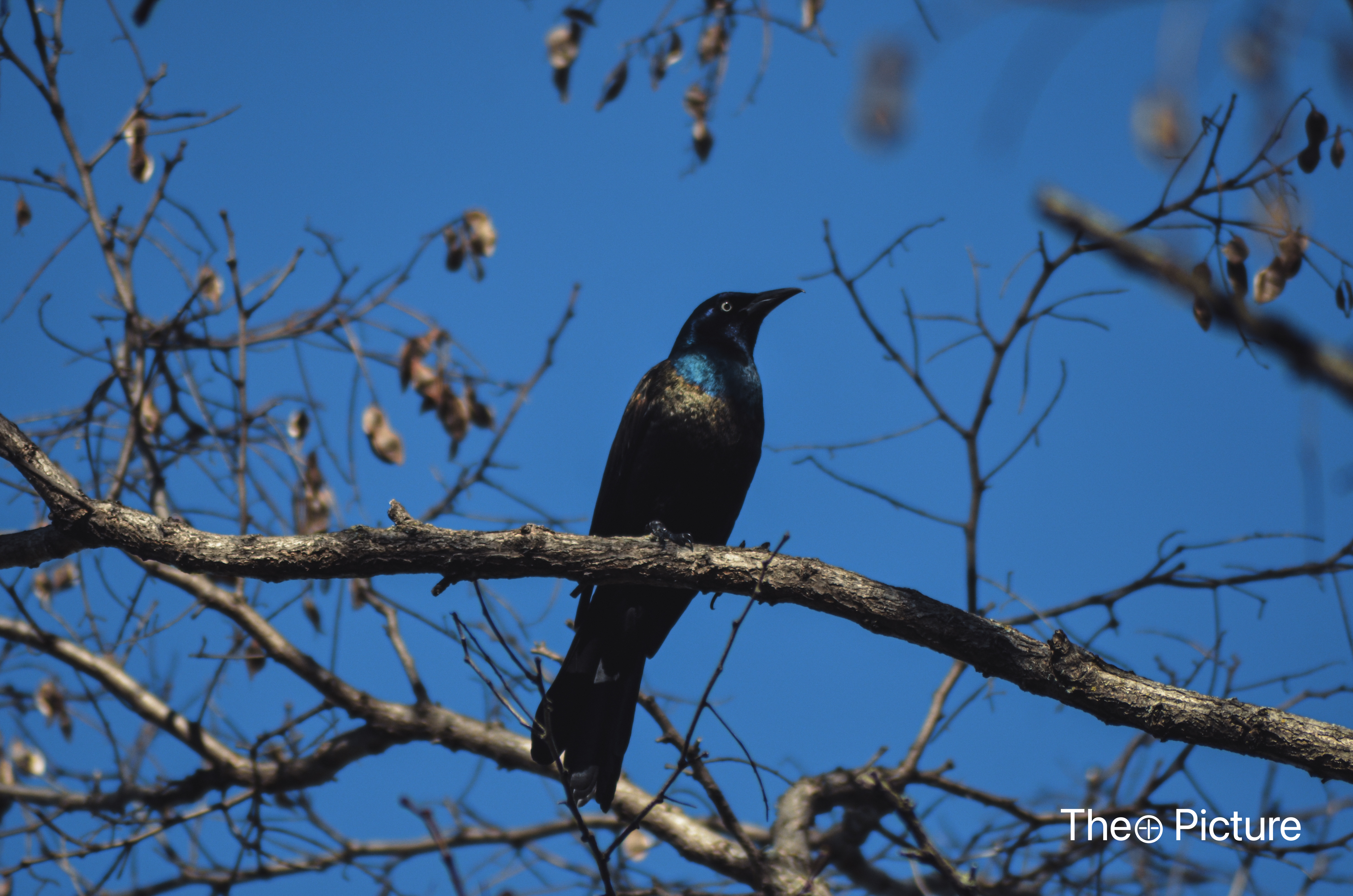Faune, oiseau