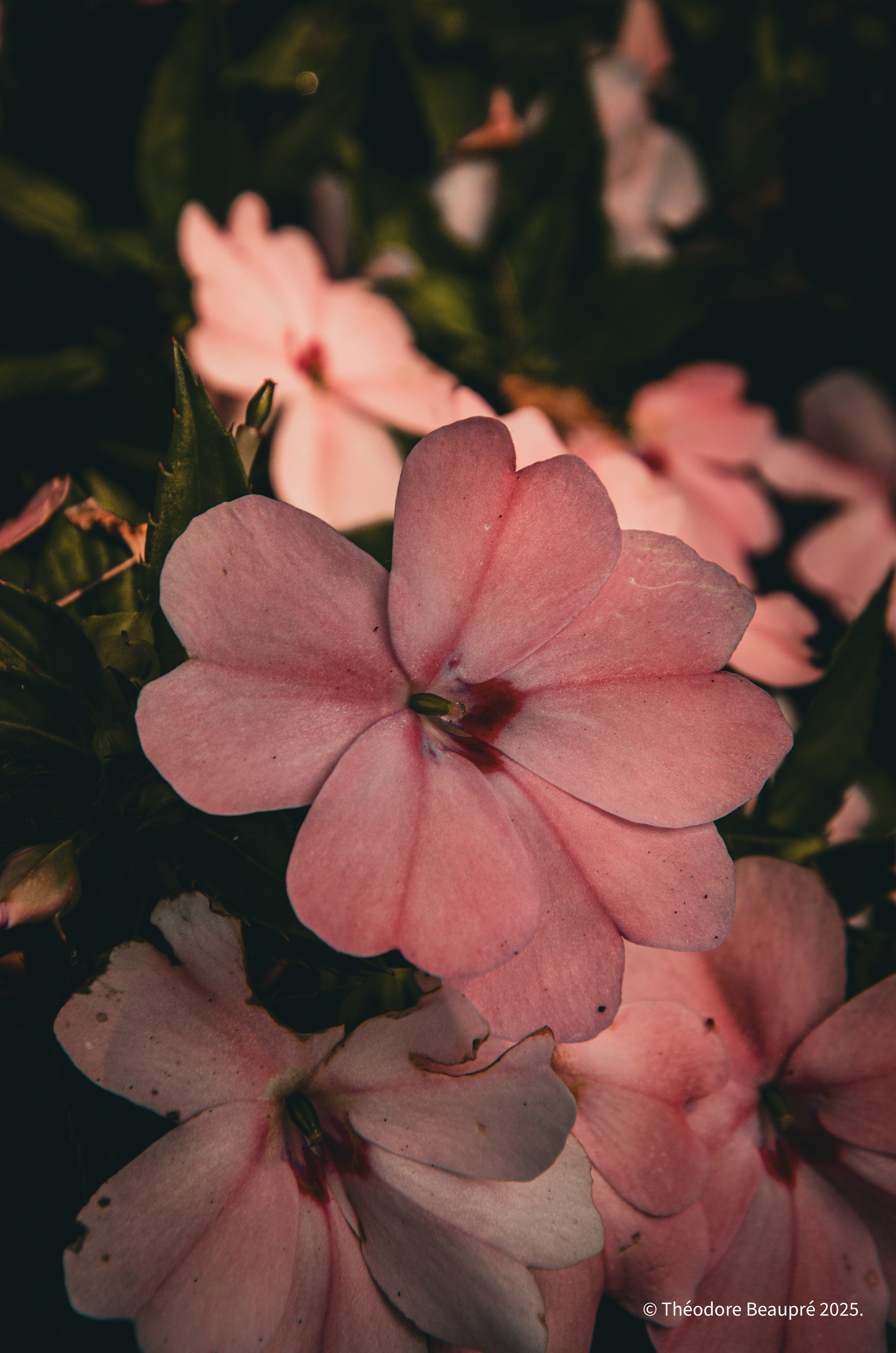 Nature, macro